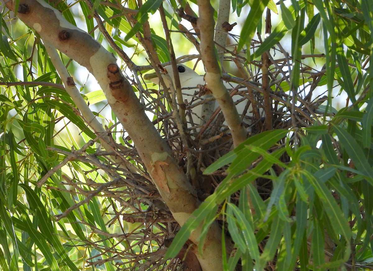 Torresian Imperial-Pigeon - ML646732803