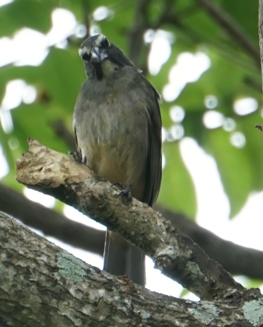 Cinnamon-bellied Saltator - ML646732804