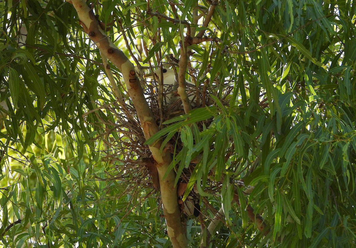 Torresian Imperial-Pigeon - ML646732806