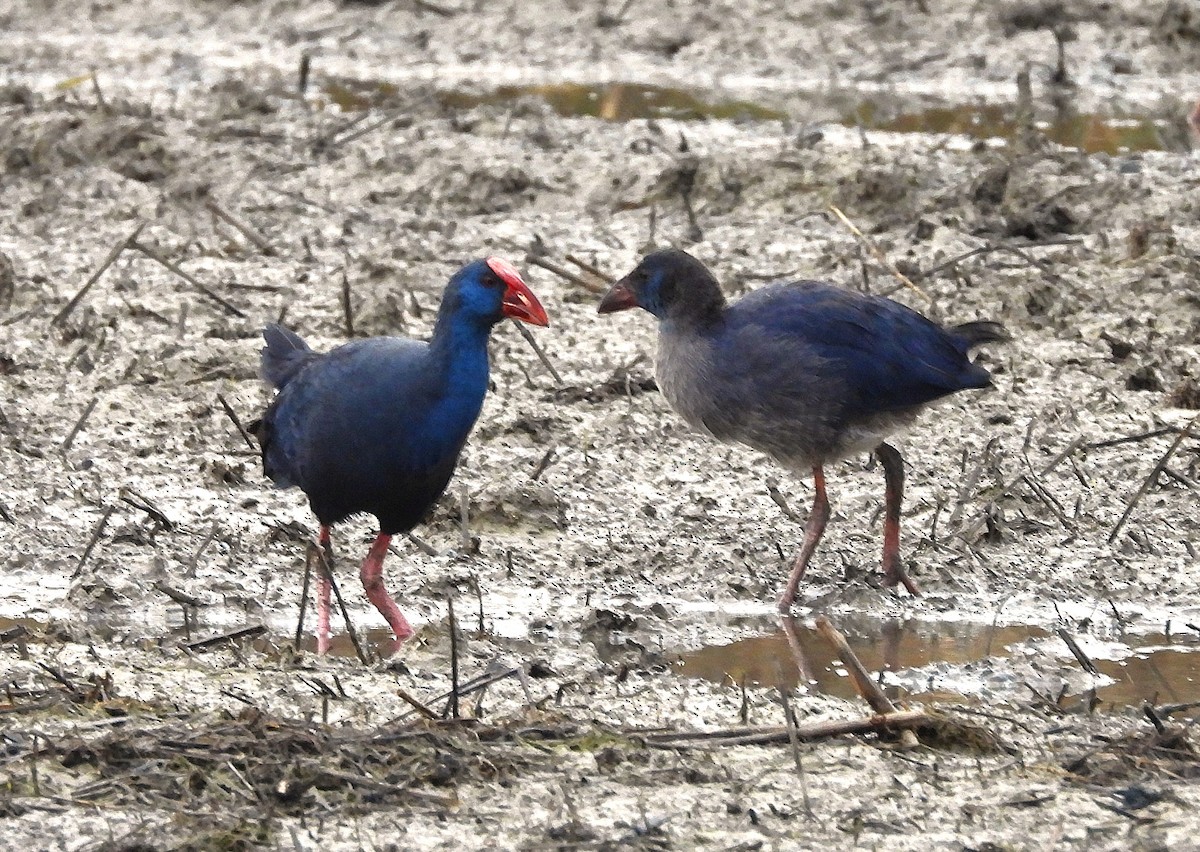 Western Swamphen - ML646732809
