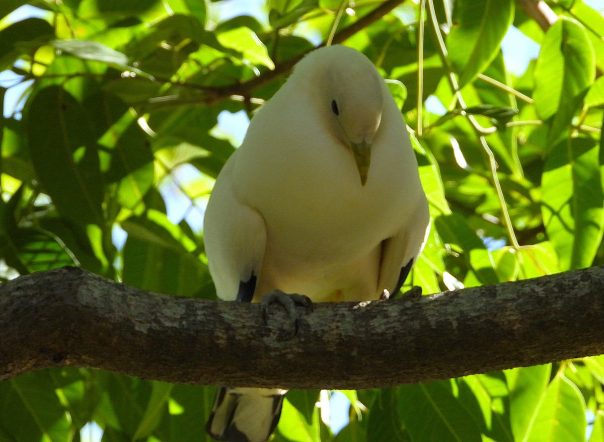 Torresian Imperial-Pigeon - ML646732811