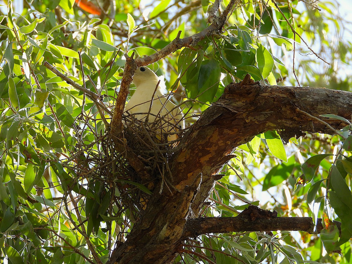 Torresian Imperial-Pigeon - ML646732812