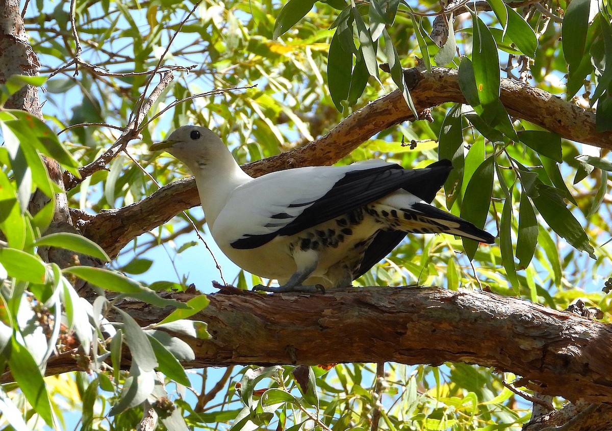 Torresian Imperial-Pigeon - ML646732814