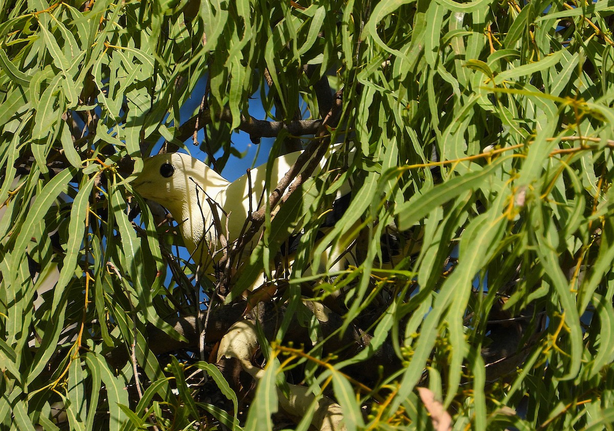 Torresian Imperial-Pigeon - ML646732815