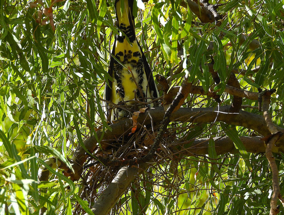 Torresian Imperial-Pigeon - ML646732816