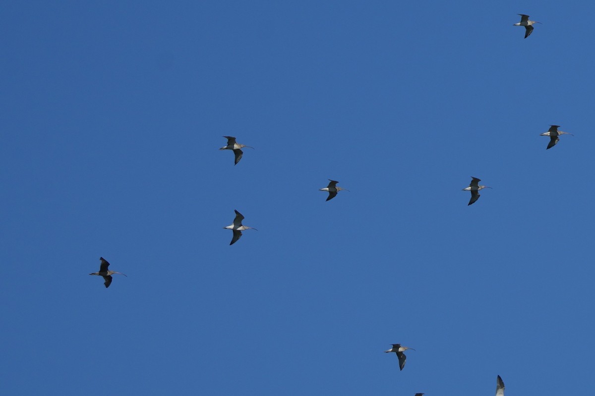 Uzakdoğulu Kervançulluğu - ML646732817