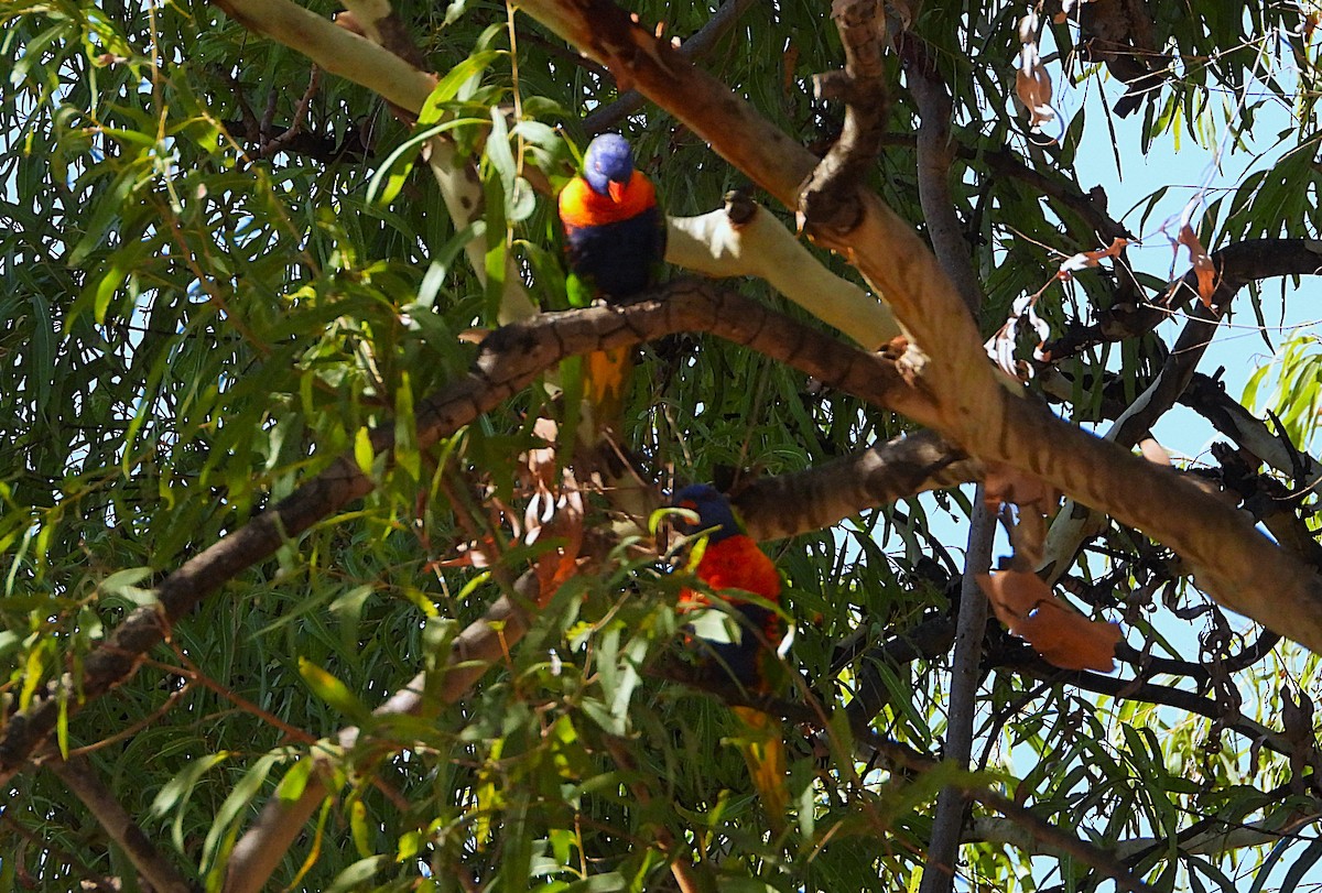 Regenbogenlori - ML646732818