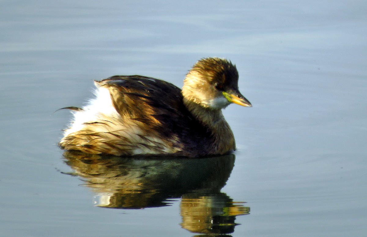 Zwergtaucher - ML646732819