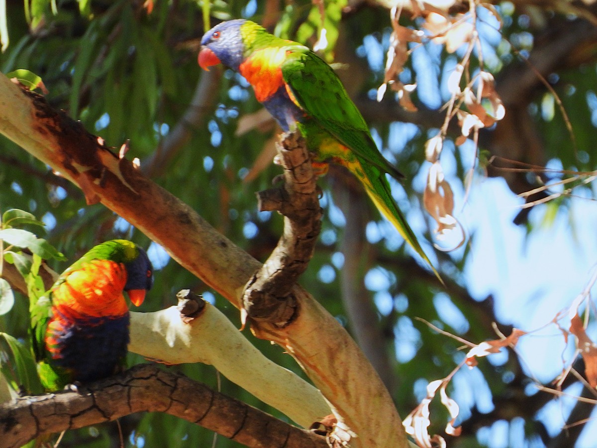 Regenbogenlori - ML646732820