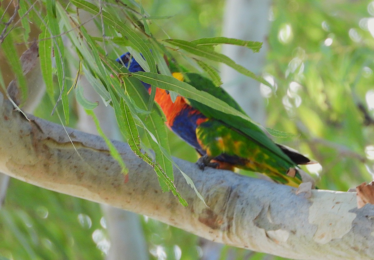 Regenbogenlori - ML646732822