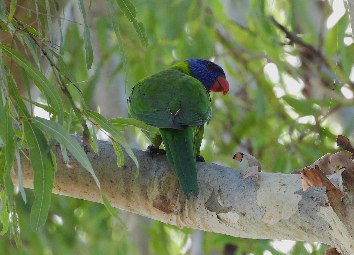 Regenbogenlori - ML646732823