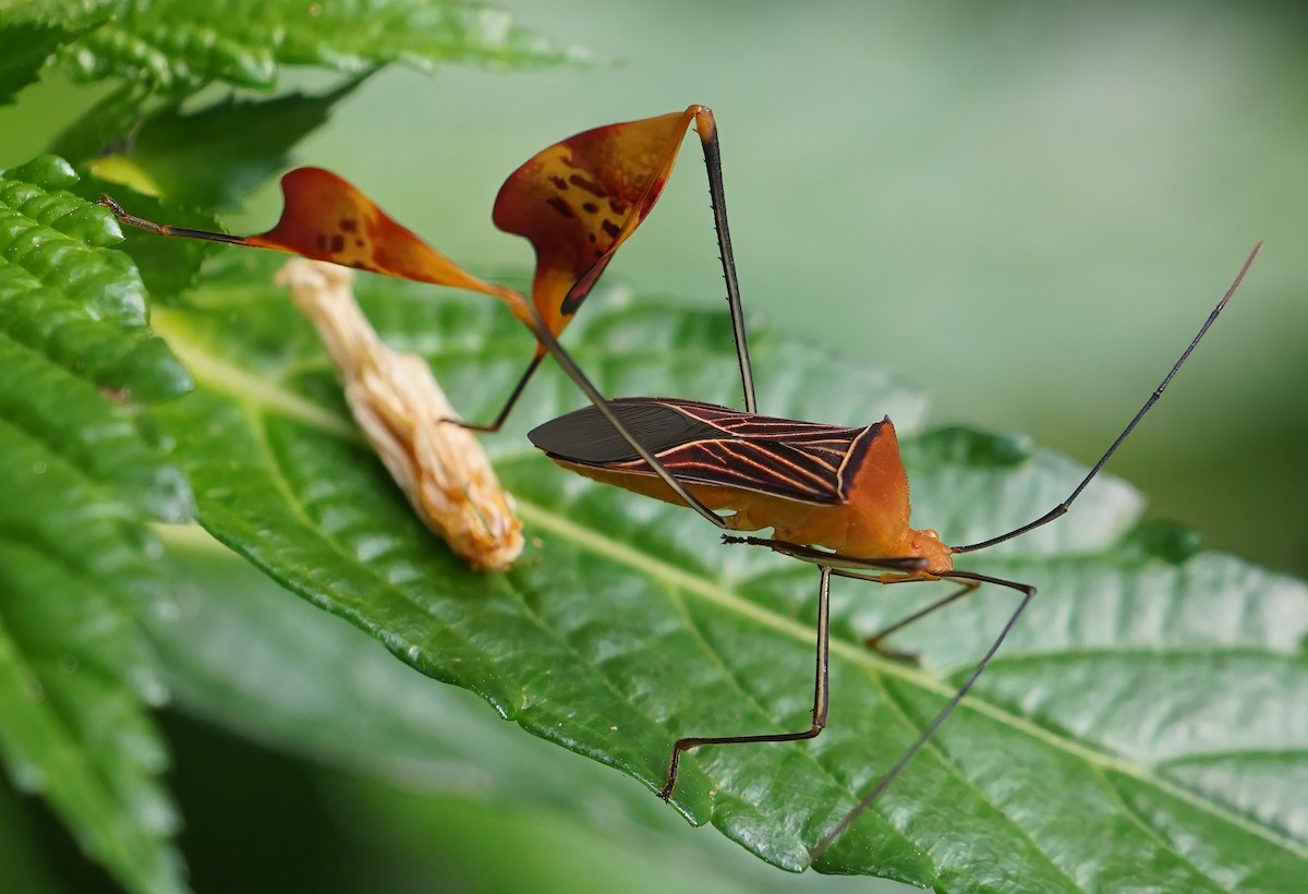 Insects - ML646732833