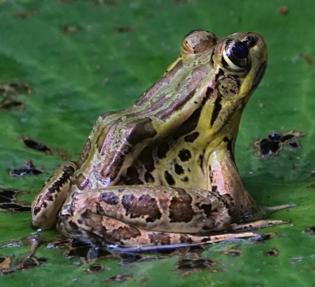 Forrer's Grass Frog - ML646732834
