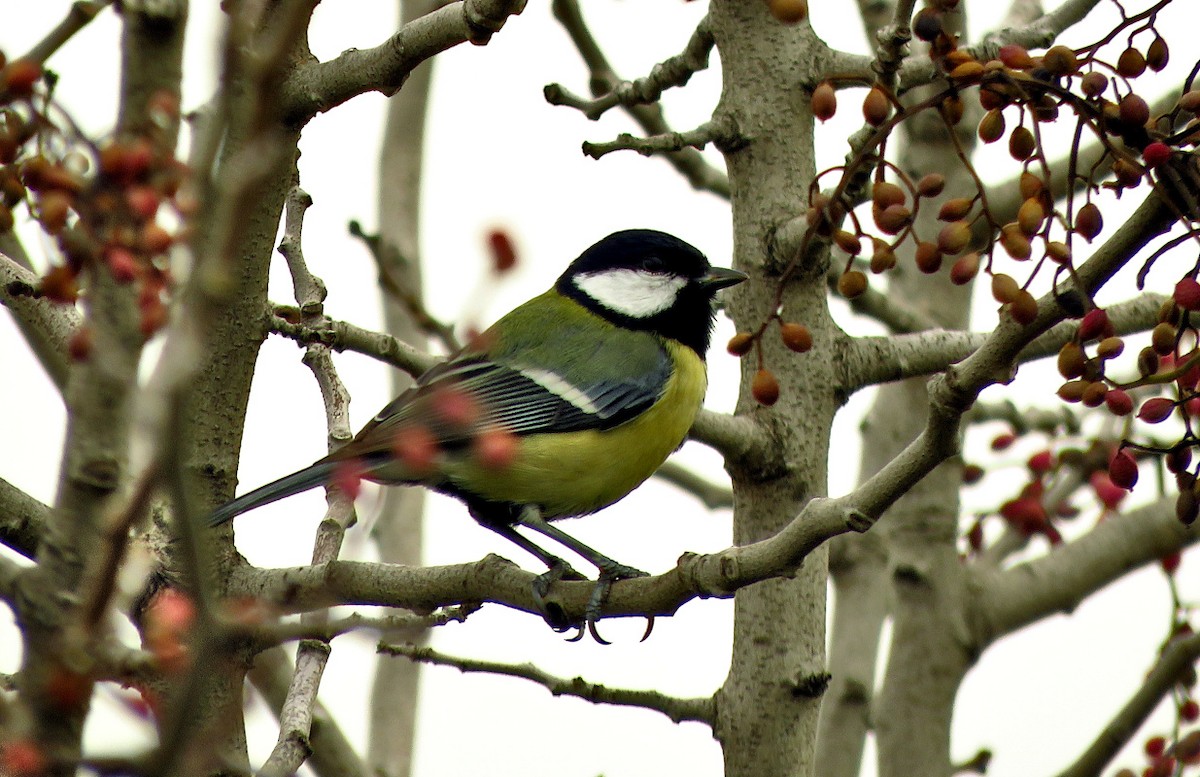 Kohlmeise - ML646732835