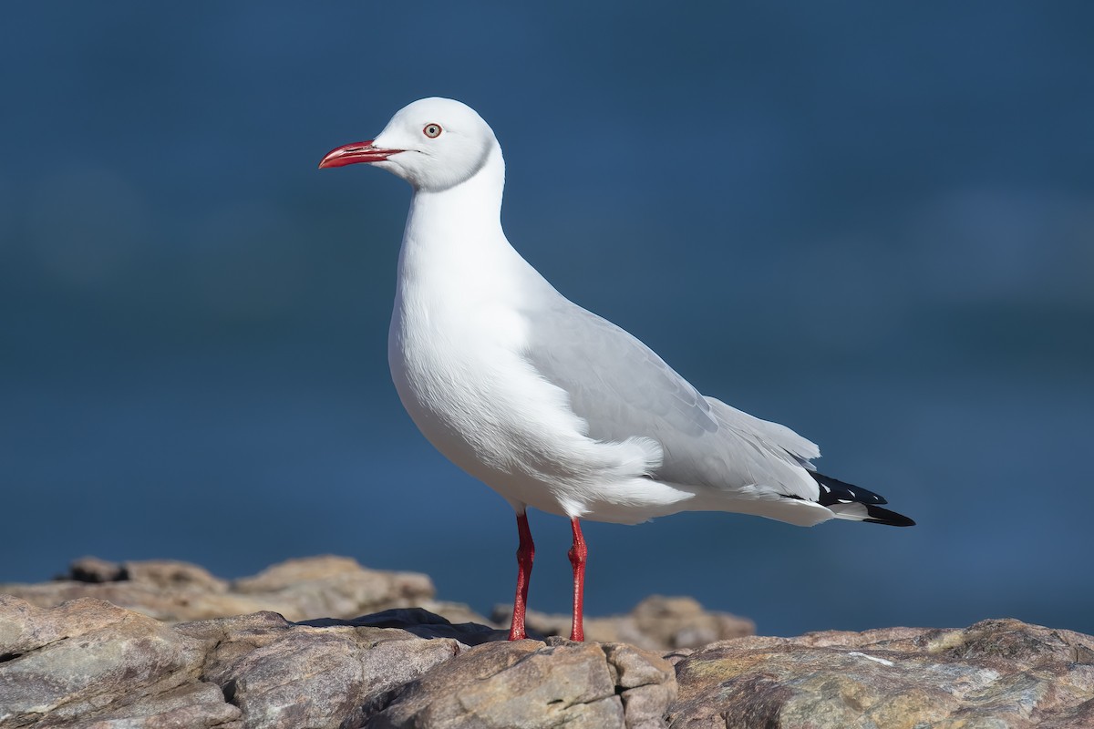 racek šedohlavý - ML646732836