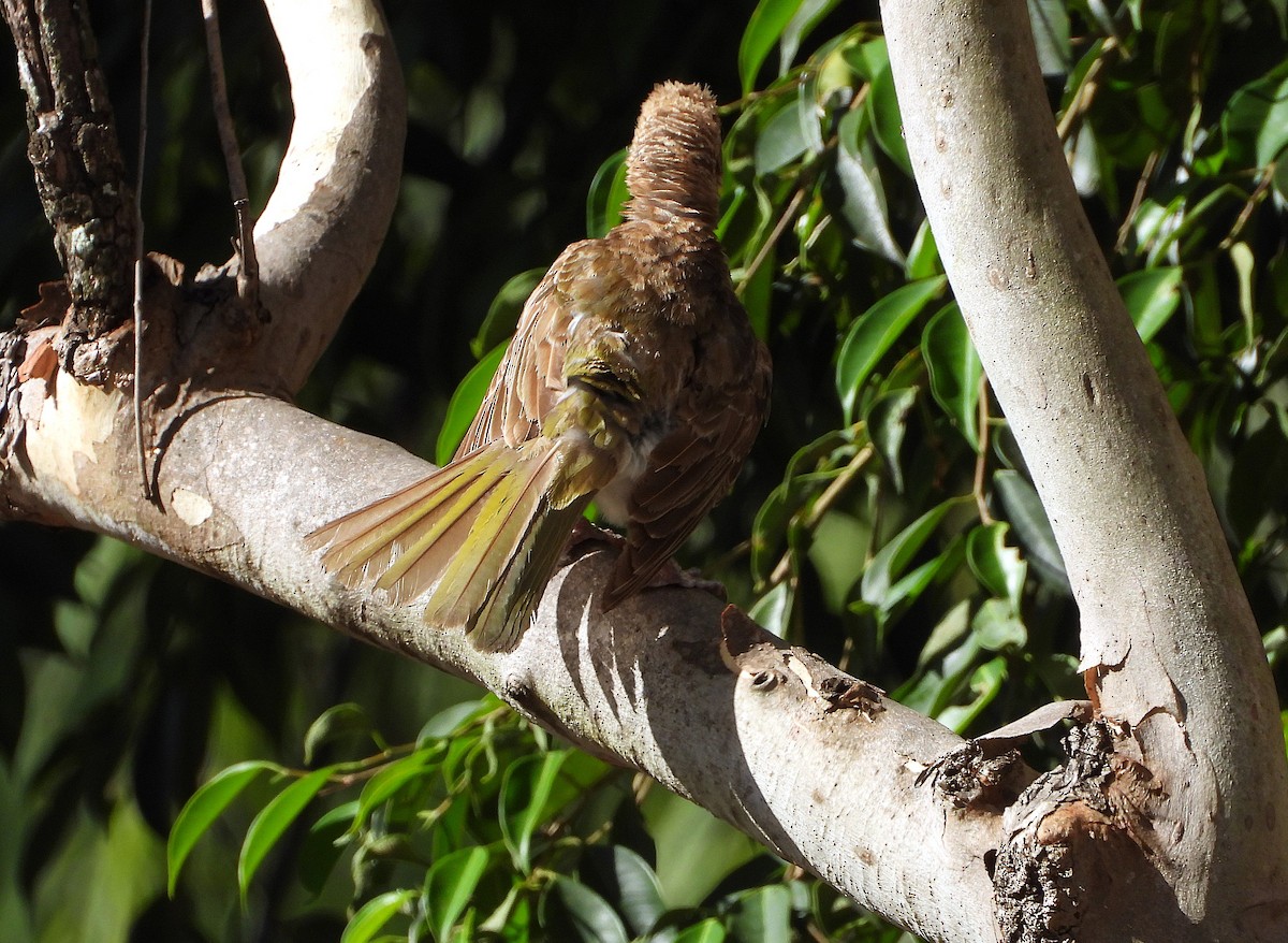 Feigenpirol - ML646732837