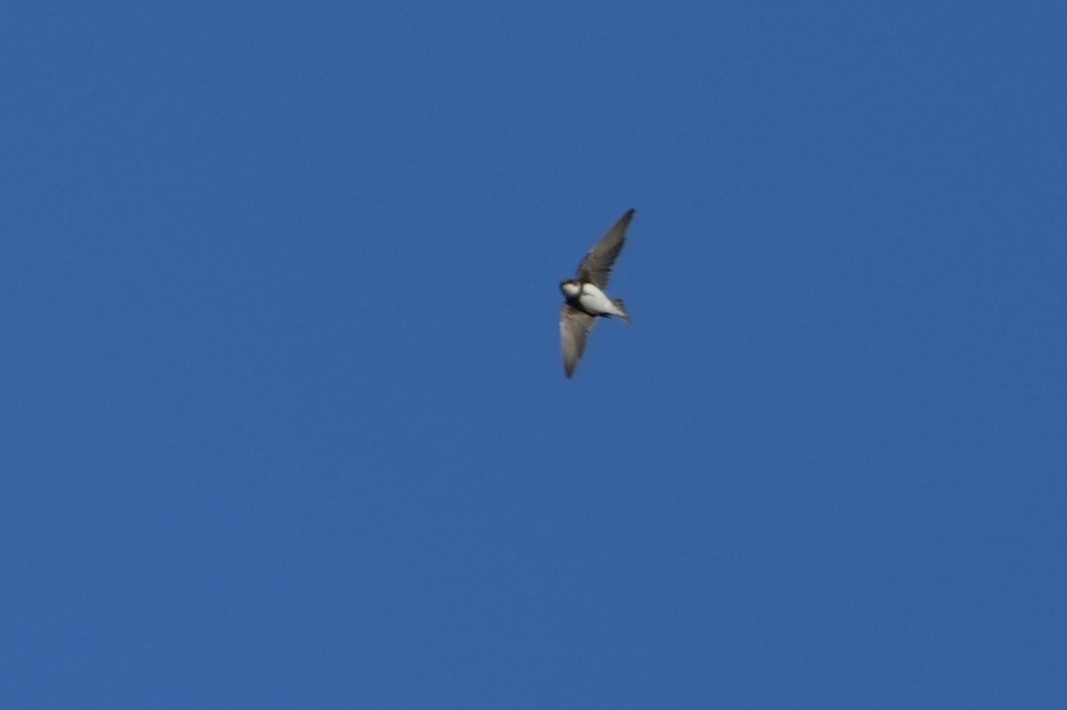 Kum Kırlangıcı - ML646732838