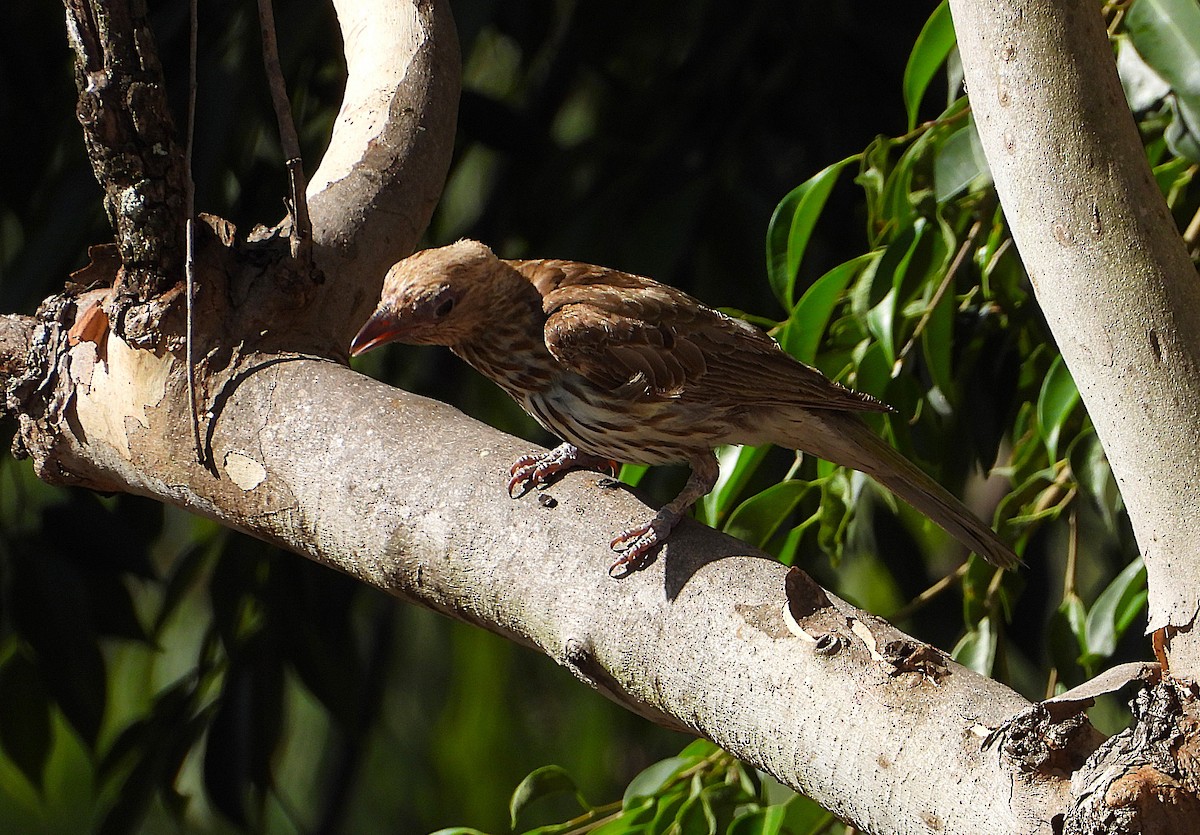 Feigenpirol - ML646732839