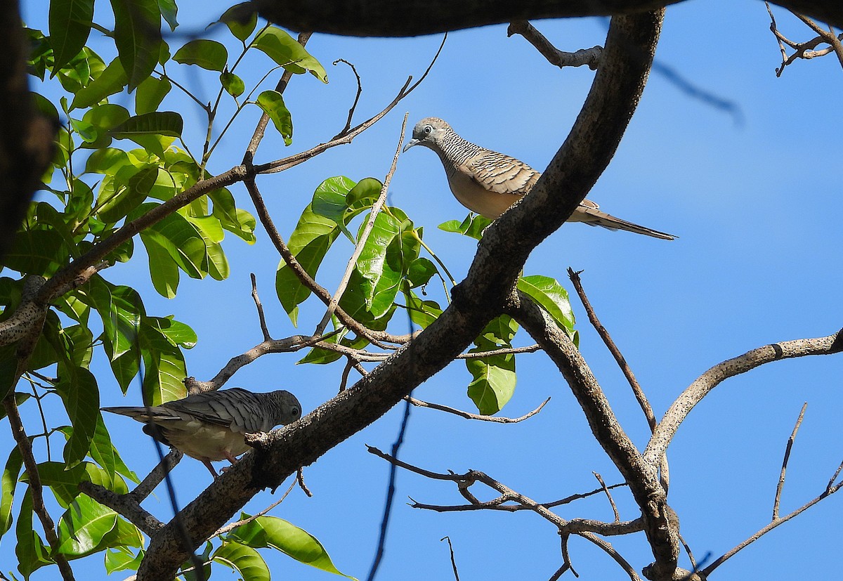 Friedenstäubchen - ML646732843