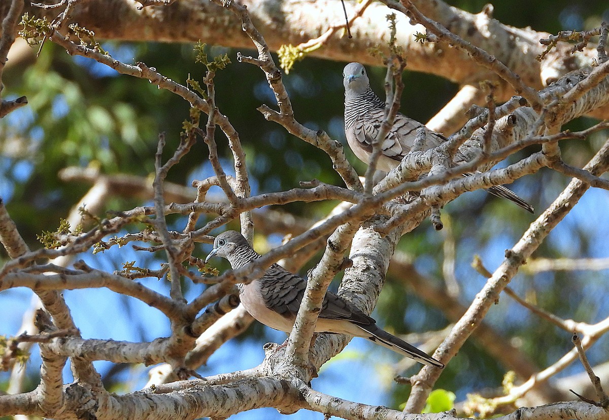 Friedenstäubchen - ML646732844