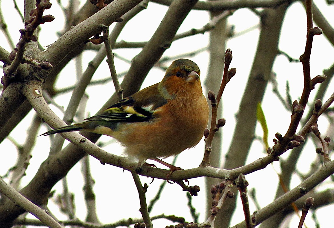 Buchfink - ML646732845