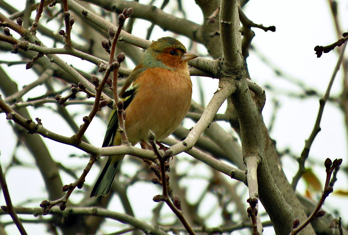 Buchfink - ML646732846