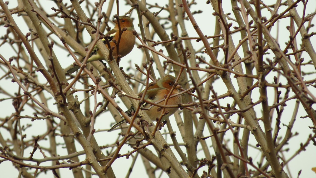 Buchfink - ML646732847