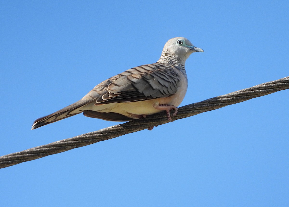 Friedenstäubchen - ML646732848