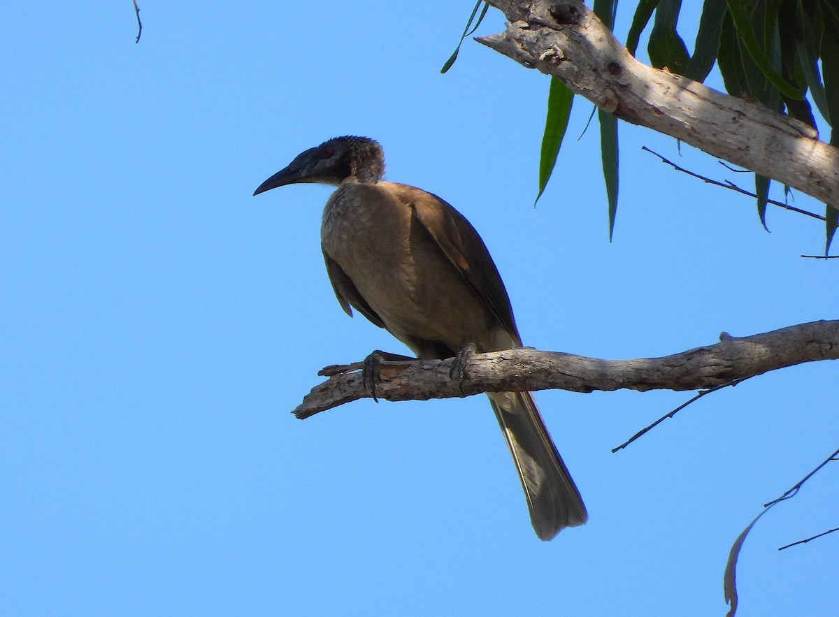 Helmeted Friarbird - ML646732849