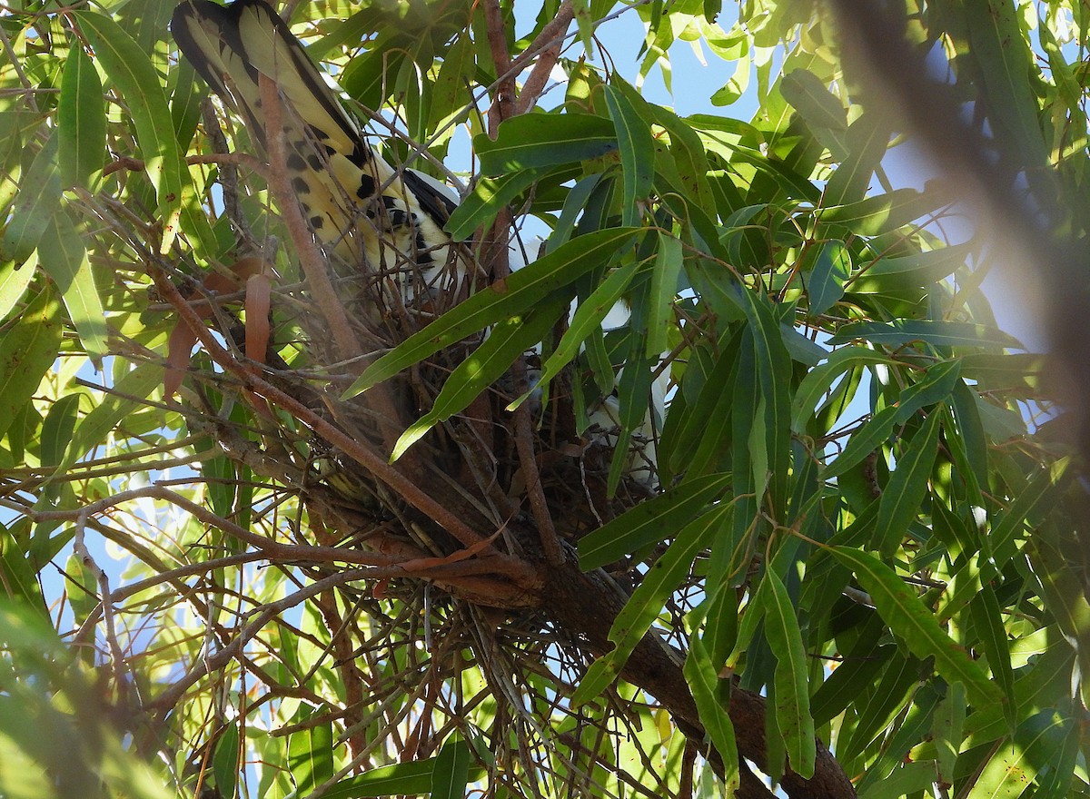 Torresian Imperial-Pigeon - ML646732850