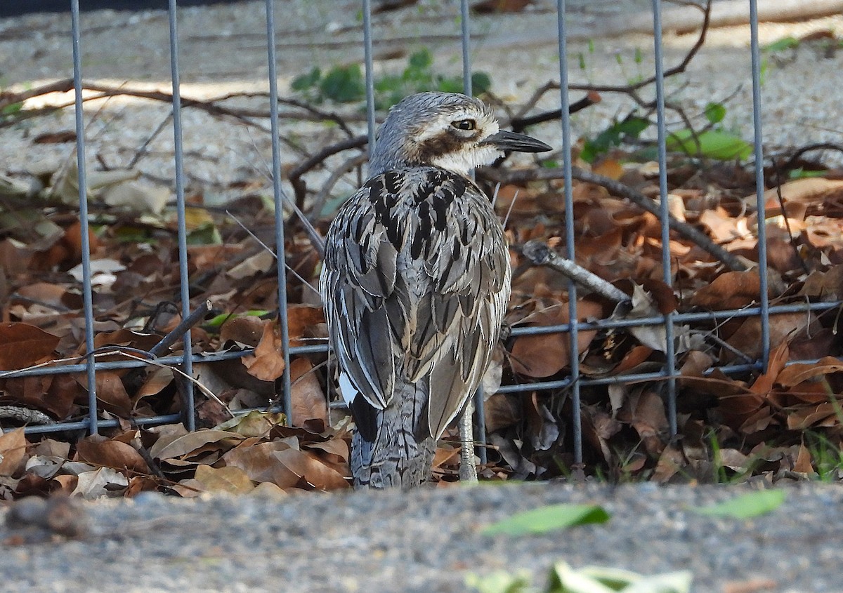 Langschwanztriel - ML646732852