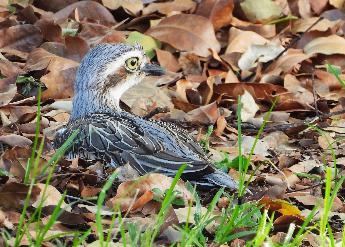 Langschwanztriel - ML646732853