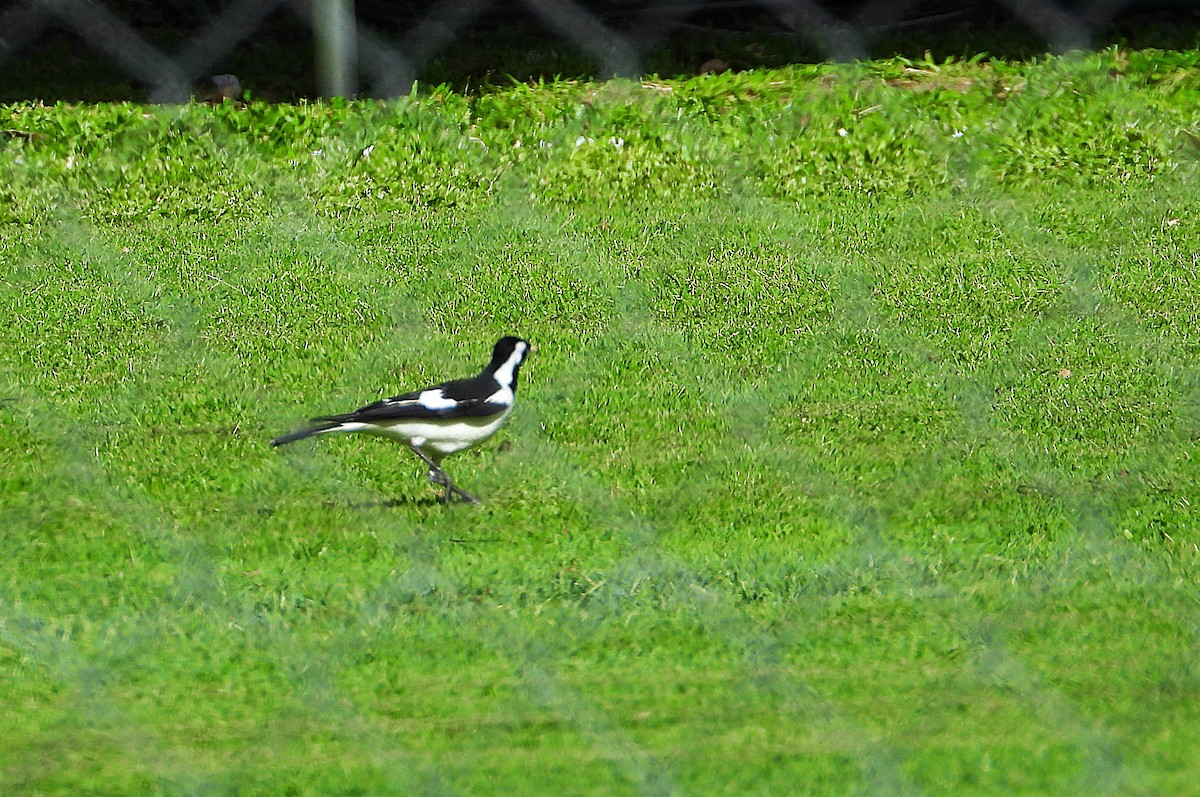 Stelzenmonarch - ML646732854