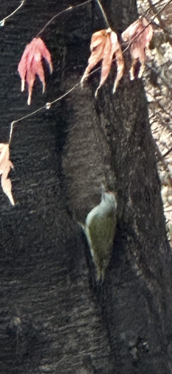 ヤマゲラ - ML646732855