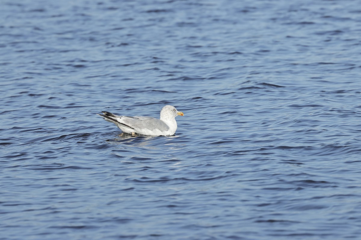 Silbermöwe - ML646732858