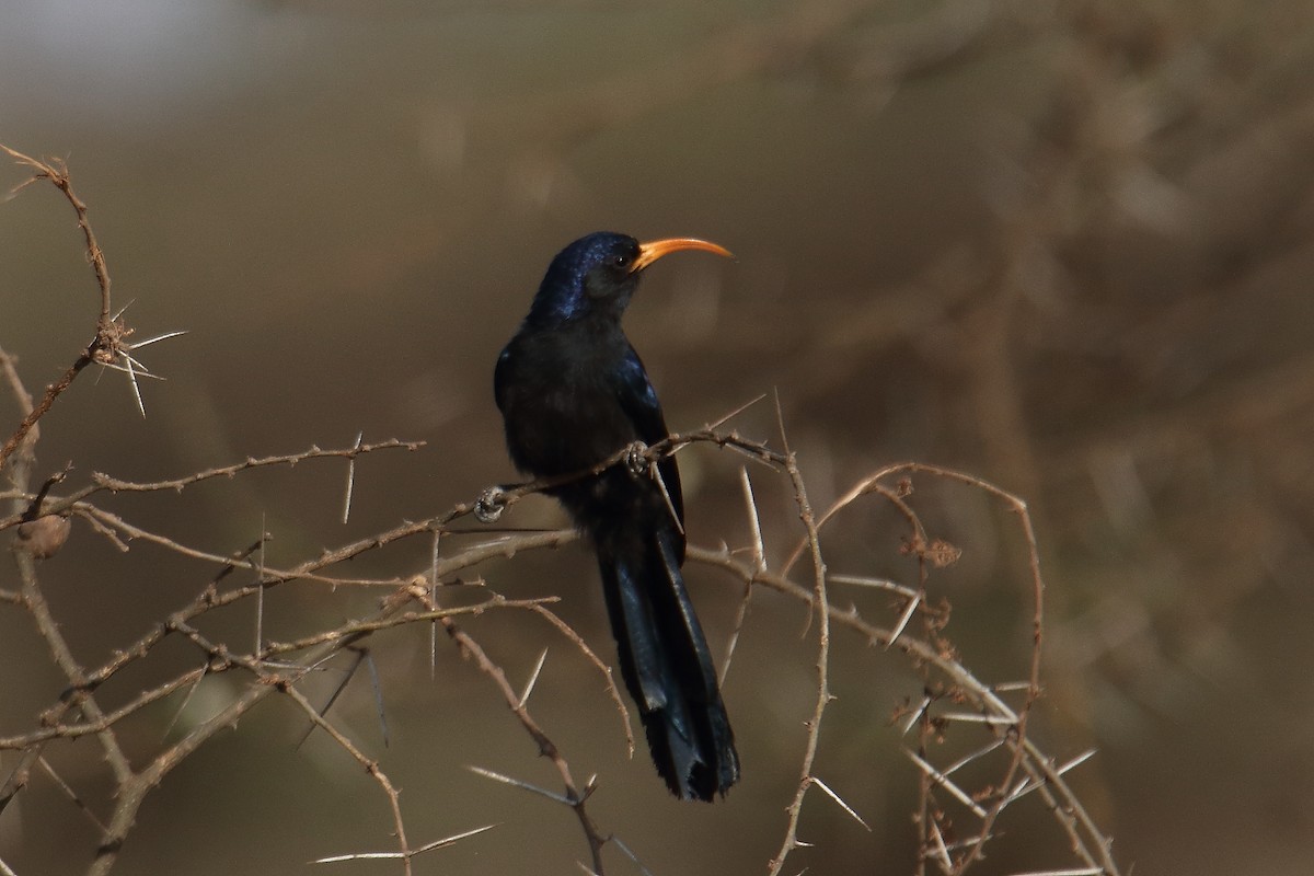 Irrisor à cimeterre - ML646732859