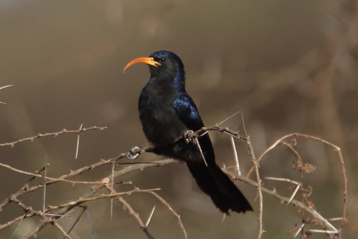 Irrisor à cimeterre - ML646732860