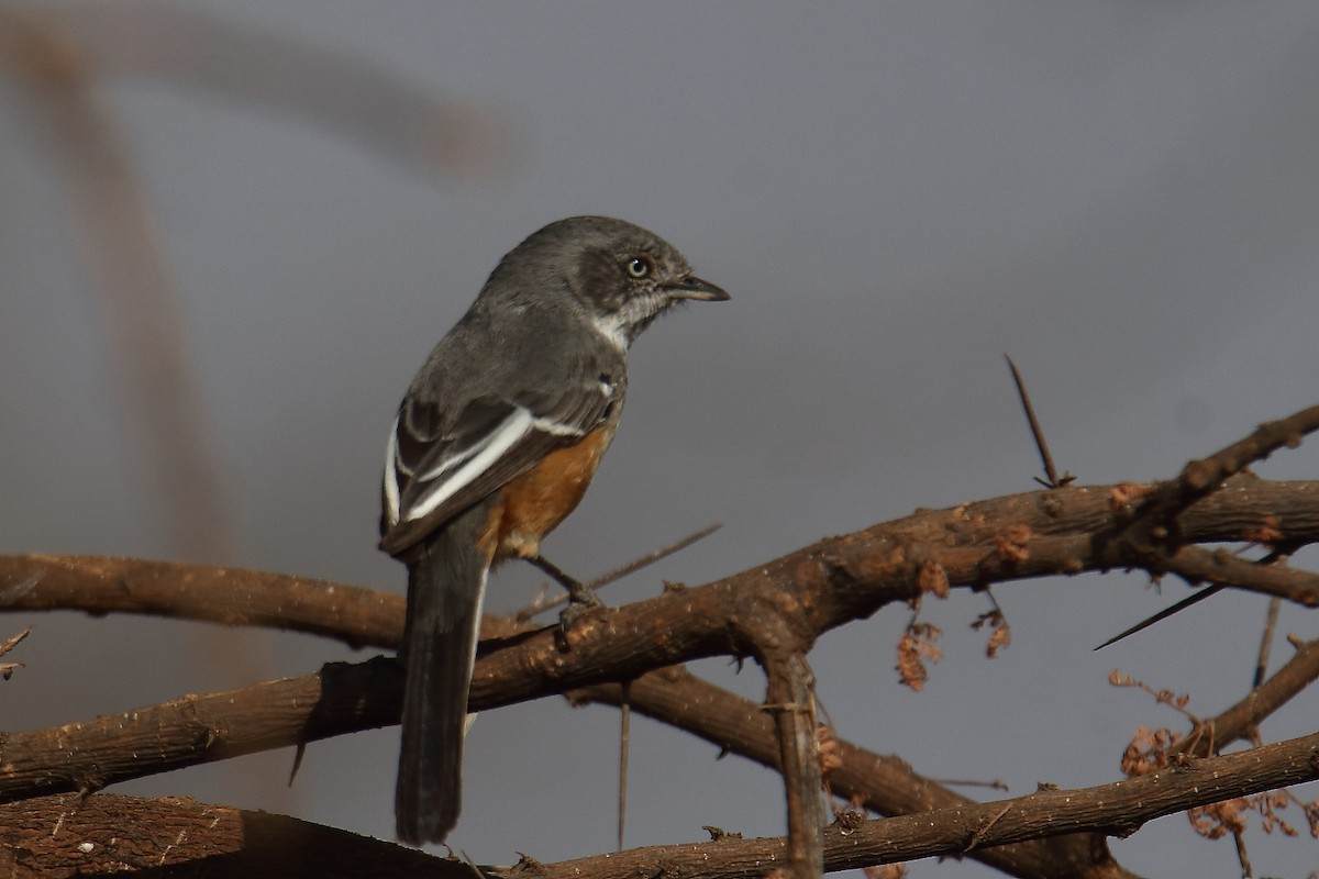 Banded Parisoma - ML646732863