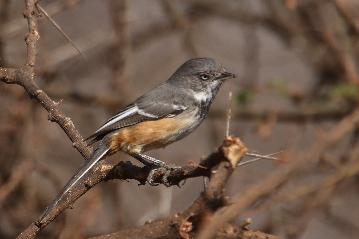 Banded Parisoma - ML646732864