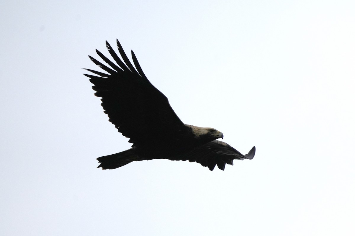 Şah Kartal - ML646732865