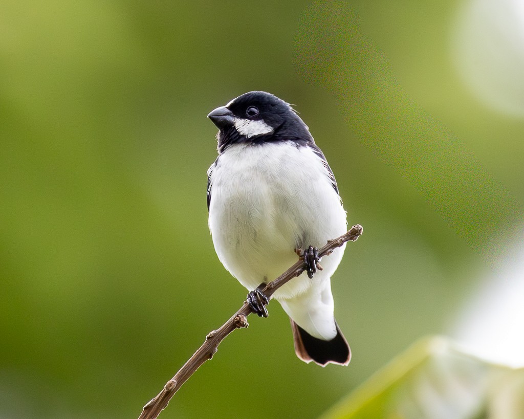 Lined Seedeater - ML646732866