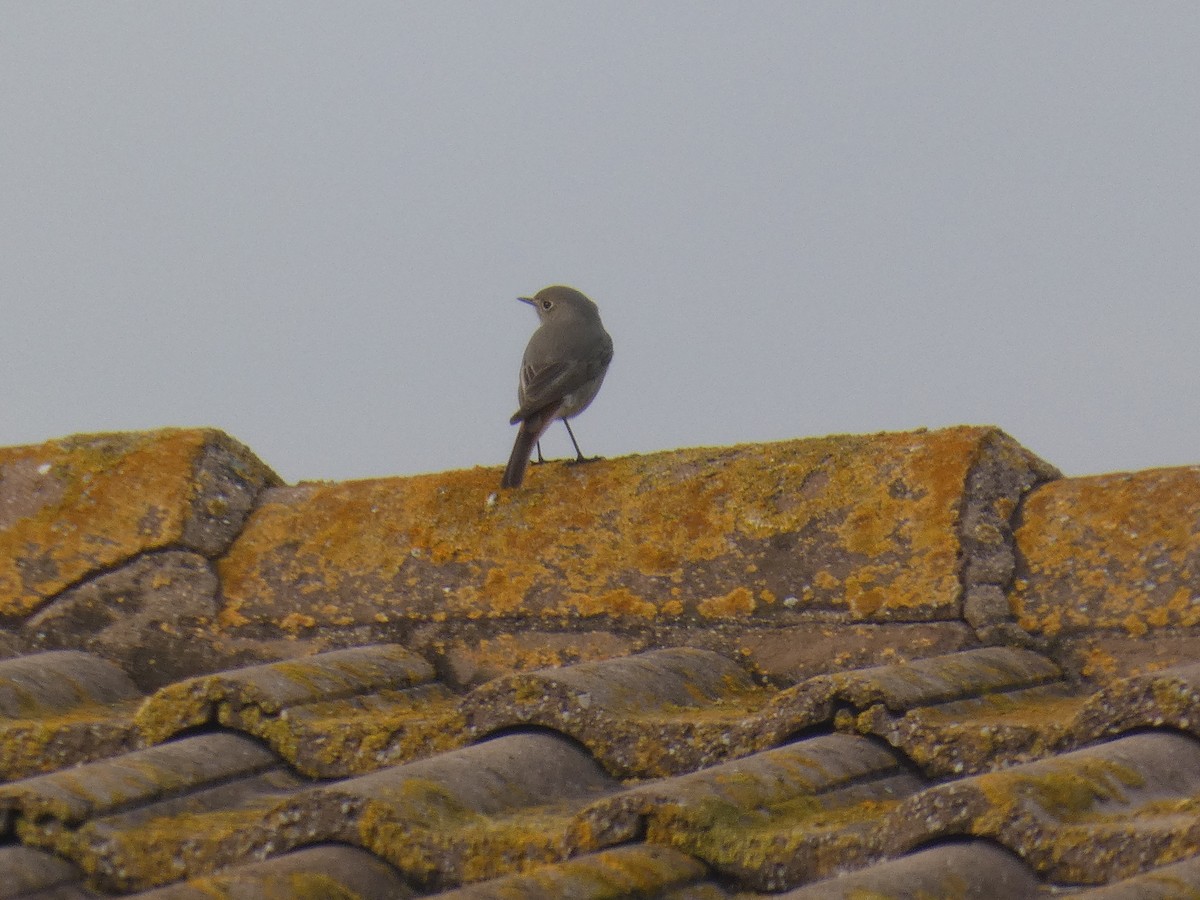 Codirosso spazzacamino - ML646732873