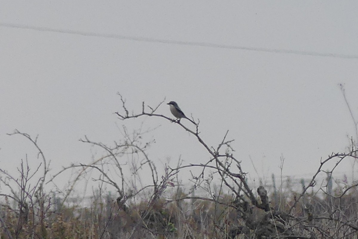 krattvarsler - ML646732875