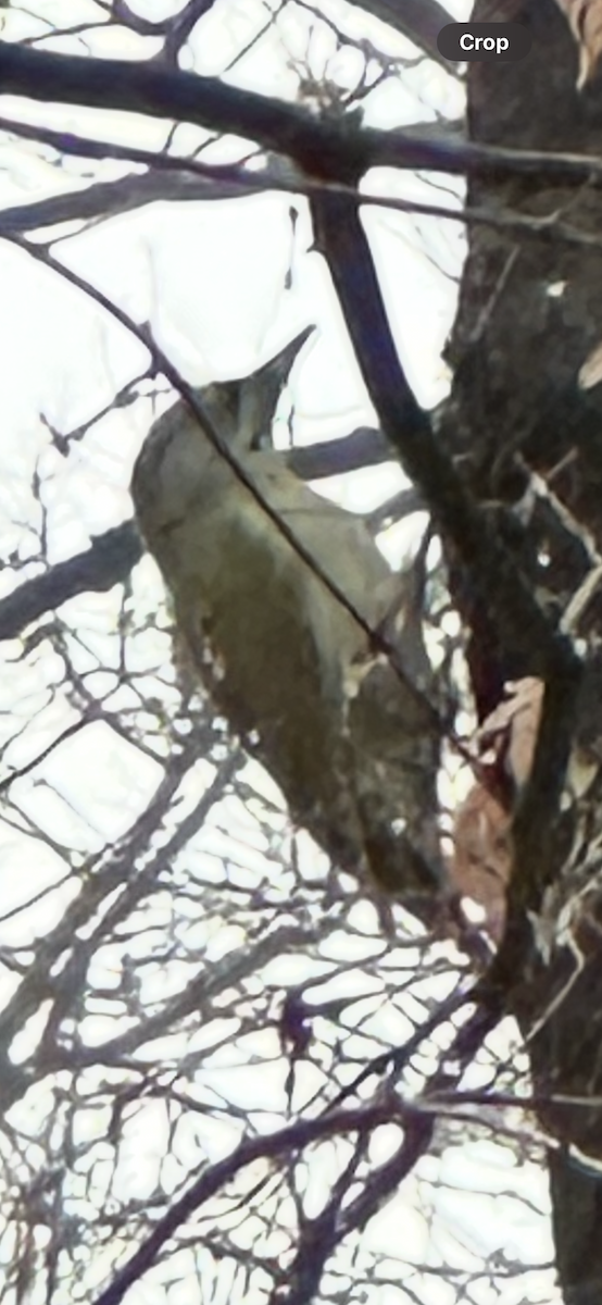 ヤマゲラ - ML646732879