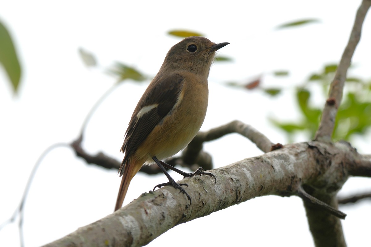 Gri Başlı Kızılkuyruk - ML646732886