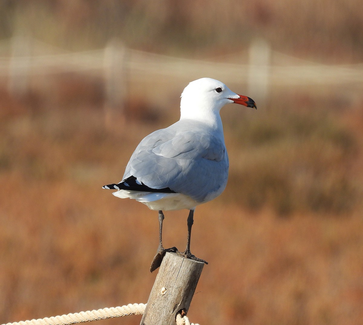 Audouin's Gull - ML646732895