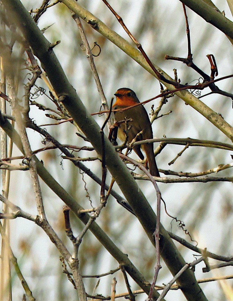 European Robin - ML646732897