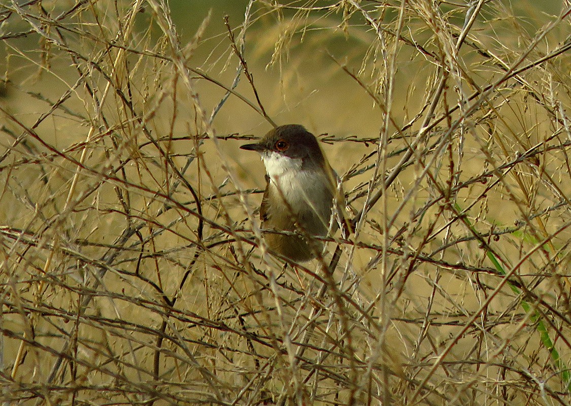 Sardinian Warbler - ML646732901