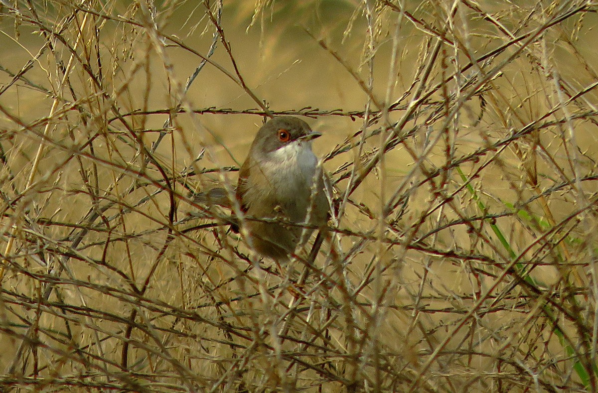 Sardinian Warbler - ML646732902
