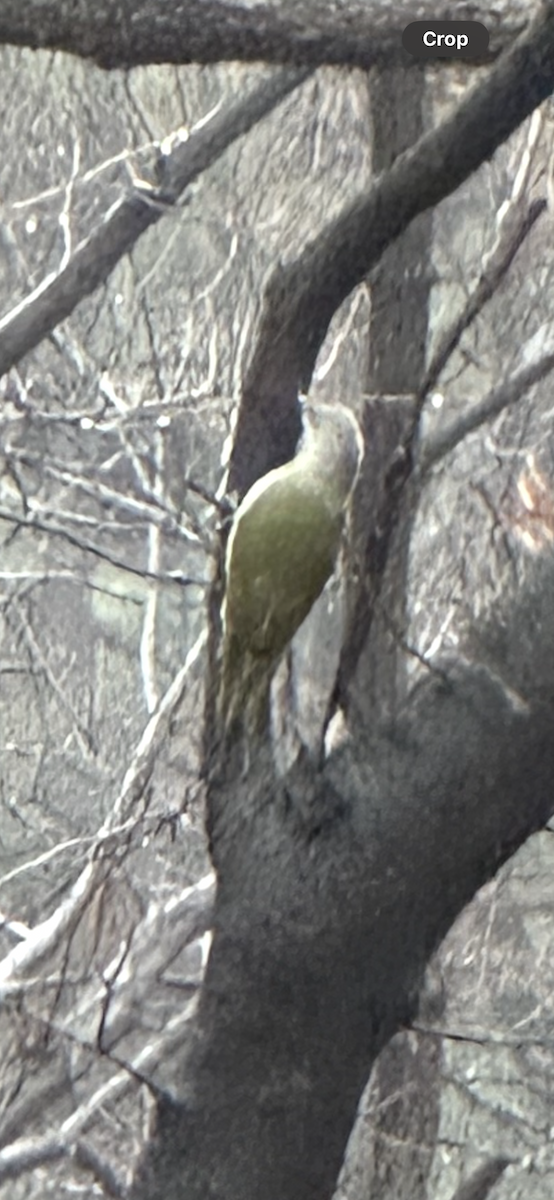 ヤマゲラ - ML646732906